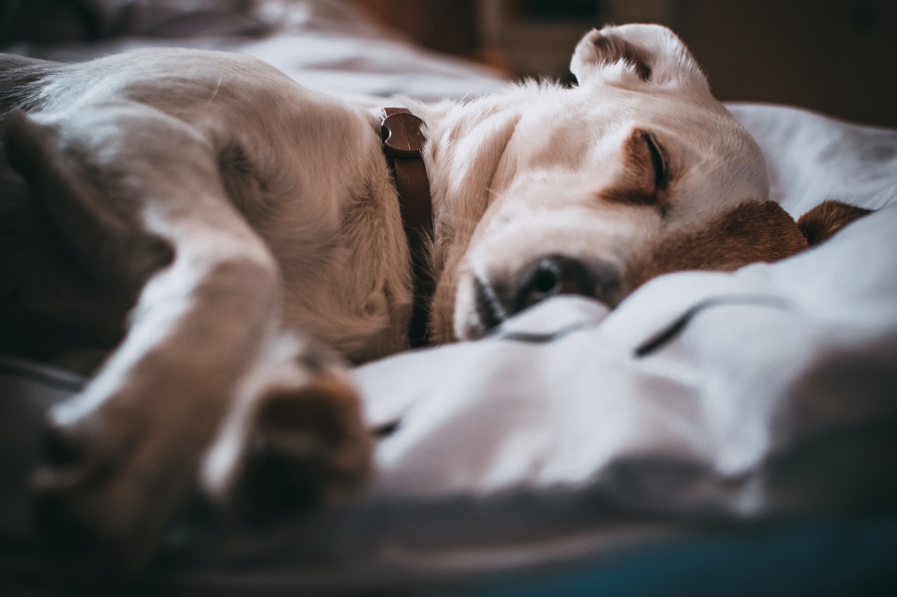 Jedním z příznaků lamblie u psa je apatie, letargie, únava, způsobená vyčerpáním těla.